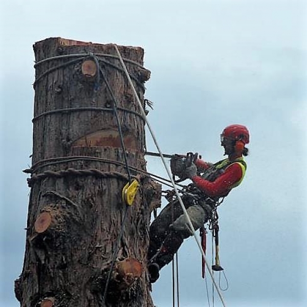 13-14-15-16-17 GENNAIO 2025 - CORSO DI TREECLIMBING AVANZATO